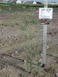 Ames_30198_09ncao01_SD_PL_XX_2010-07-21_01.jpg