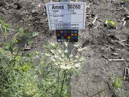 Ames_30260_12ncai02_SD_PL_UM_2013-06-17_03.jpg