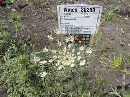 Ames_30260_12ncai02_SD_PL_UM_2013-06-17_05.jpg