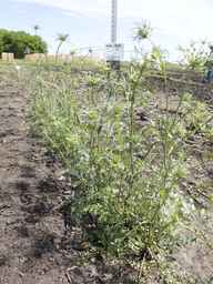 Ames_30260_12ncai02_SD_PL_XX_2013-06-17_02.jpg