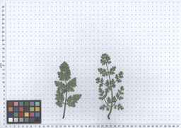 Ames_30292_09ncao01_SD_PL_LV_2011-07-11_04.jpg
