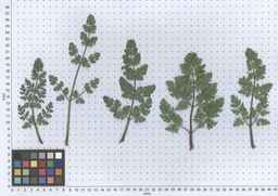 Ames_30292_12ncax01_SD_PL_LV_2013-06-06_01.jpg