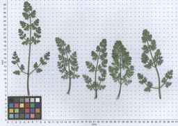 Ames_30292_12ncax01_SD_PL_LV_2013-06-06_02.jpg