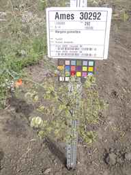 Ames_30292_12ncax01_SD_PL_UM_2013-08-08_01.jpg