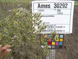 Ames_30292_12ncax01_SD_PL_UM_2013-08-08_02.jpg