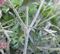 Ames_31193_12ncai01_SD_PL_LV_2017-08-07_01.jpg