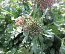 Ames_31193_12ncai01_SD_PL_UM_2017-08-07_01.jpg