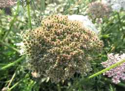 Ames_31193_12ncai01_SD_PL_UM_2017-08-07_07.jpg