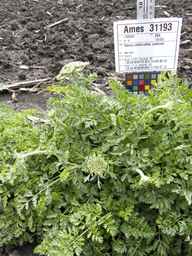 Ames_31193_12ncai01_SD_PL_XX_2013-06-26_03.jpg