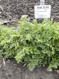 Ames_31193_12ncai01_SD_PL_XX_2013-06-26_04.jpg