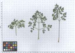 Ames_31616_12ncao01_SD_PL_LV_2013-02-20_02.jpg