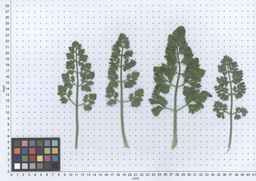 PI_274297_65ncai01_SD_PL_LV_2013-05-30_01.jpg