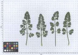 PI_274297_65ncai01_SD_PL_LV_2013-05-30_02.jpg