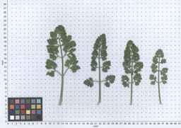 PI_274297_65ncai01_SD_PL_LV_2013-05-30_03.jpg