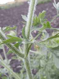 PI_274297_65ncai01_SD_PL_LV_2013-06-27_02.jpg