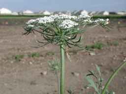 PI_274297_65ncai01_SD_PL_UM_2010-07-21_03.jpg