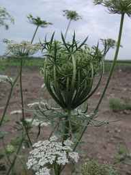PI_274297_65ncai01_SD_PL_UM_2010-08-04_03.jpg