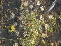 PI_274297_65ncai01_SD_PL_UM_2010-08-28_01.jpg