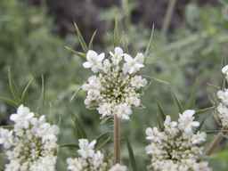 PI_274297_65ncai01_SD_PL_UM_2013-06-27_01.jpg