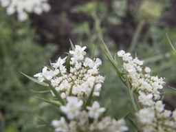 PI_274297_65ncai01_SD_PL_UM_2013-06-27_02.jpg