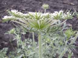PI_274297_65ncai01_SD_PL_UM_2013-06-27_03.jpg