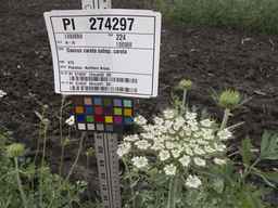 PI_274297_65ncai01_SD_PL_UM_2013-06-27_04.jpg