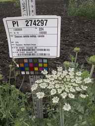 PI_274297_65ncai01_SD_PL_UM_2013-06-27_05.jpg