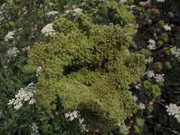 PI_274297_65ncai01_SD_PL_UM_2013-07-31_02.jpg