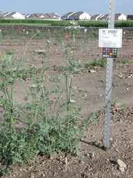 PI_274297_65ncai01_SD_PL_XX_2010-07-21_01.jpg