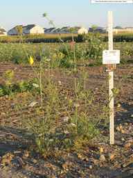 PI_274297_65ncai01_SD_PL_XX_2010-08-28_01.jpg