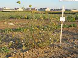 PI_274297_65ncai01_SD_PL_XX_2010-08-28_03.jpg
