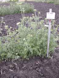 PI_274297_65ncai01_SD_PL_XX_2013-06-27_01.jpg