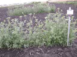 PI_274297_65ncai01_SD_PL_XX_2013-06-27_02.jpg
