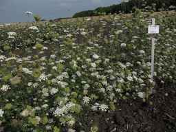 PI_274297_65ncai01_SD_PL_XX_2013-07-31_01.jpg