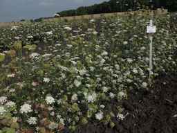 PI_274297_65ncai01_SD_PL_XX_2013-07-31_02.jpg