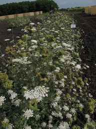PI_274297_65ncai01_SD_PL_XX_2013-07-31_03.jpg