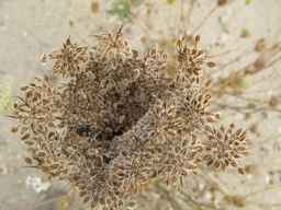 PI_274297_65ncai01_SD_SD_XX_2010-09-15_04.jpg