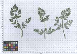 PI_277064_06ncai01_SD_PL_LV_2013-06-06_01.jpg