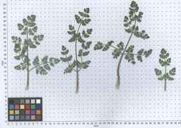 PI_277064_06ncai01_SD_PL_LV_2013-06-06_02.jpg