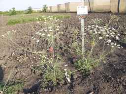 PI_277064_06ncai01_SD_PL_XX_2013-07-01_01.jpg