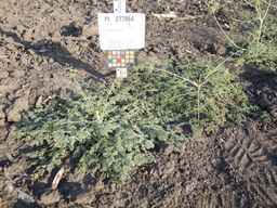 PI_277064_06ncai01_SD_PL_XX_2013-07-01_02.jpg