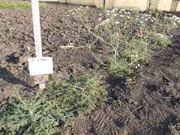 PI_277064_06ncai01_SD_PL_XX_2013-07-01_03.jpg
