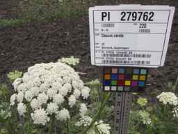 PI_279762_84ncai01_SD_PL_UM_2013-06-27_01.jpg