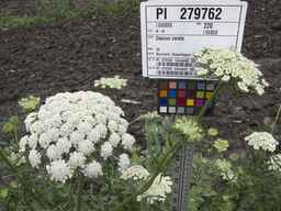 PI_279762_84ncai01_SD_PL_UM_2013-06-27_02.jpg