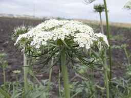 PI_279762_84ncai01_SD_PL_UM_2013-06-27_04.jpg