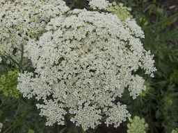 PI_279762_84ncai01_SD_PL_UM_2013-06-27_06.jpg