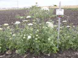 PI_279762_84ncai01_SD_PL_XX_2013-06-27_01.jpg