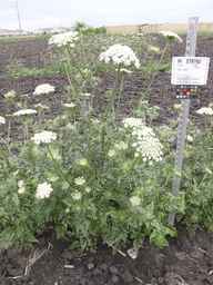 PI_279762_84ncai01_SD_PL_XX_2013-06-27_02.jpg