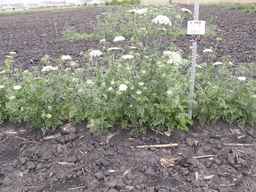 PI_279762_84ncai01_SD_PL_XX_2013-06-27_03.jpg