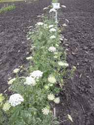 PI_279762_84ncai01_SD_PL_XX_2013-06-27_04.jpg